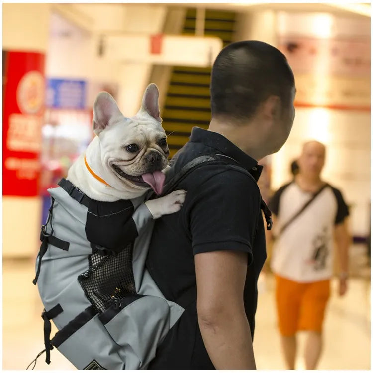 transportador para perros