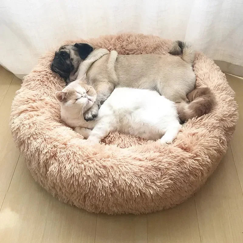 camas para perros